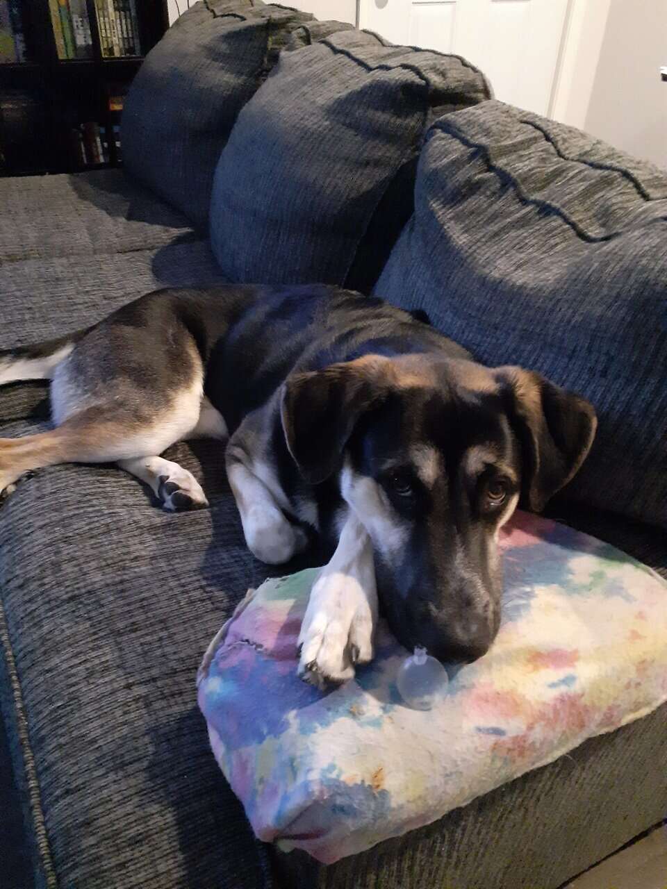 10 month old German Shepherd image 1
