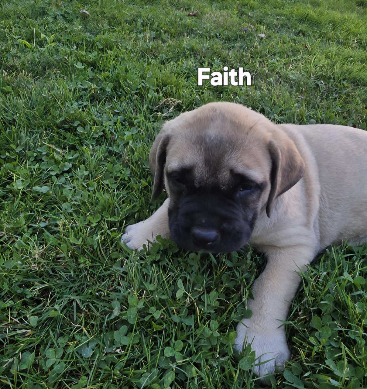 English Mastiff image 2