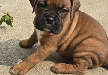 Puppy Boxer