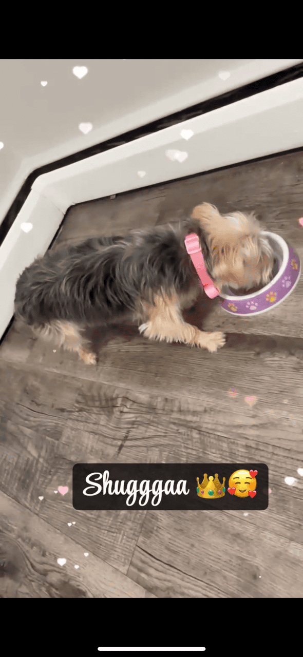 6MO YORKIE image 4