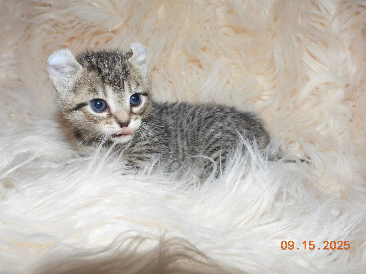 Two Highlander kittens available, male & female image 2