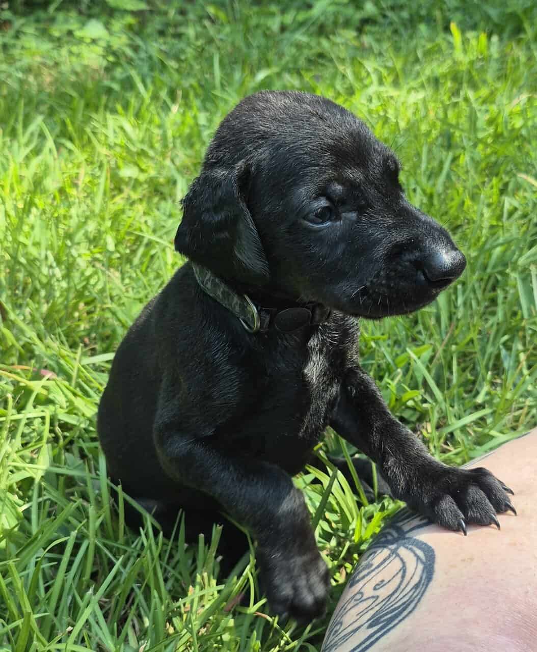 Doberman puppies image 4