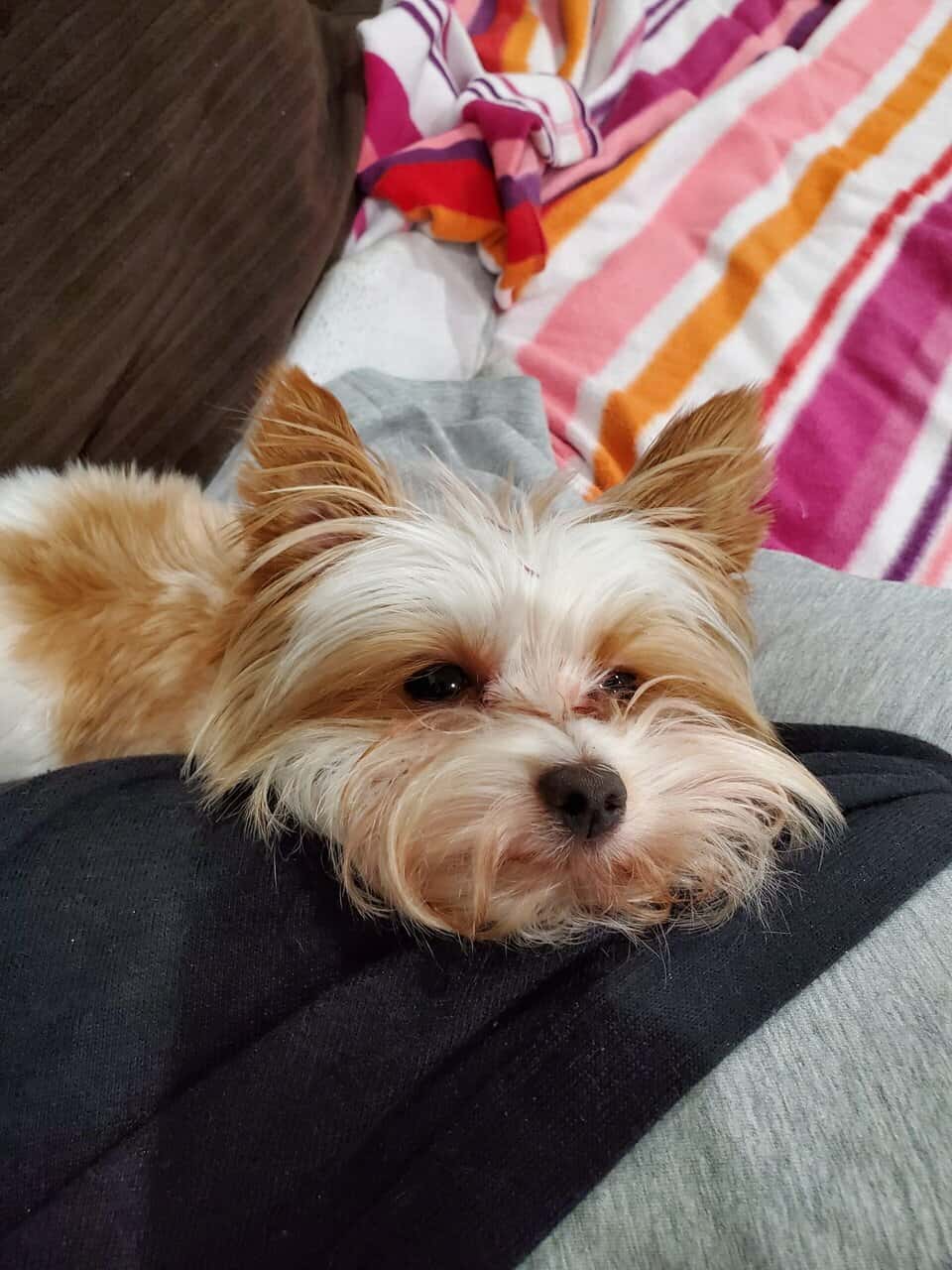 Golddust Yorkie image 3