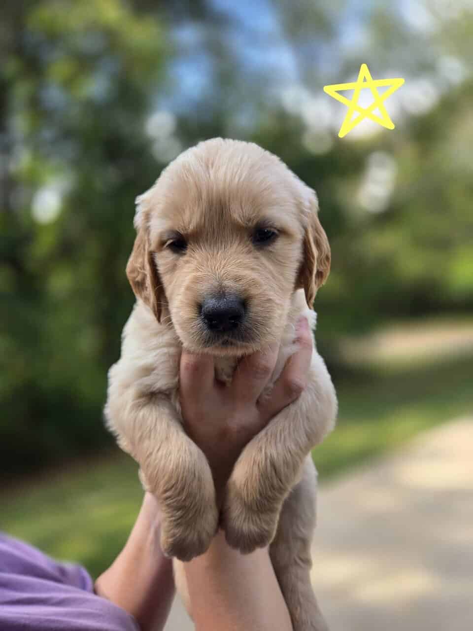 AKC Golden Retriever Puppies image 1