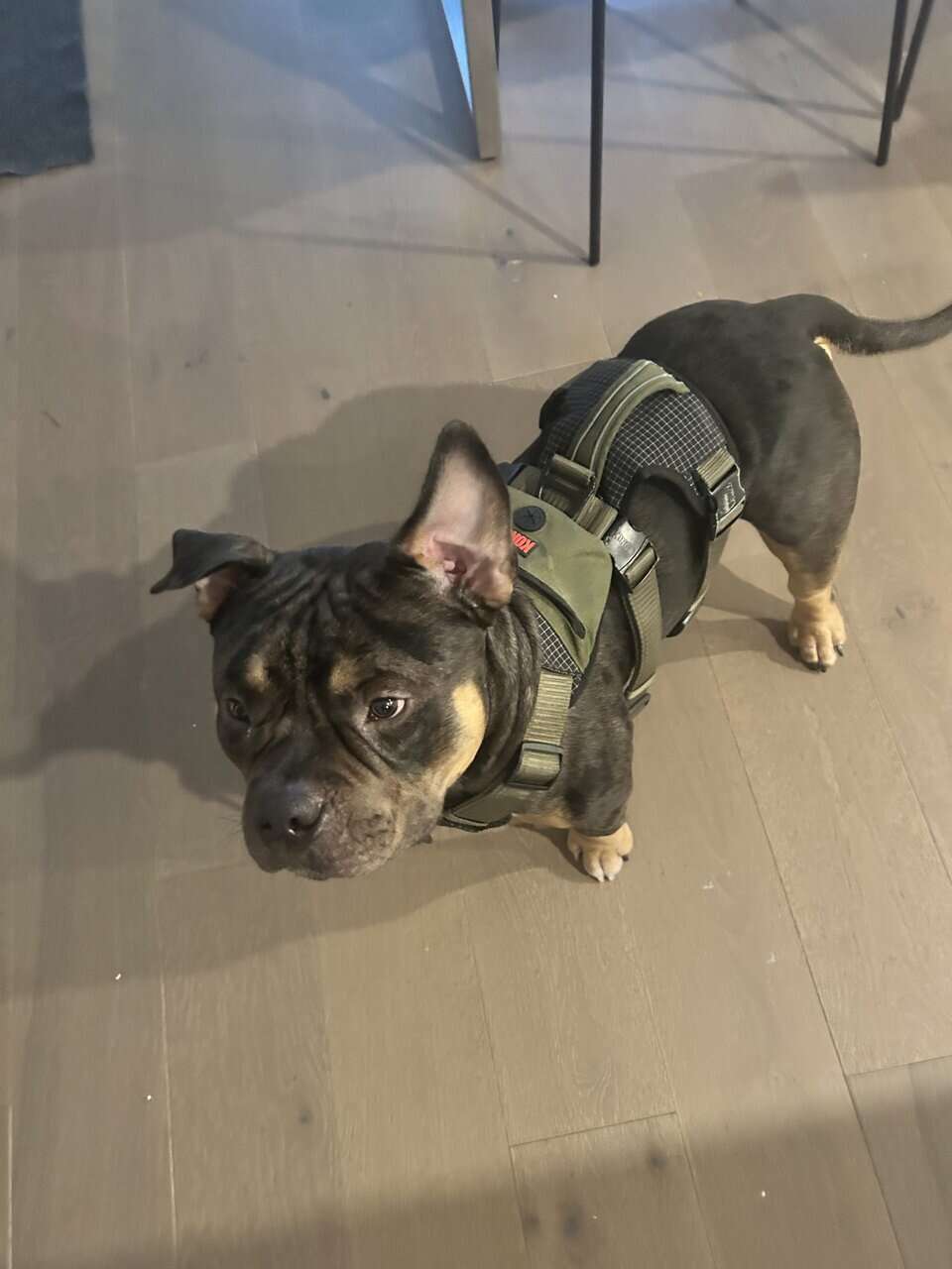 French Bulldog + Micro Pit Mix image 2