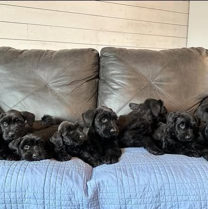 Giant Schnauzer image 3