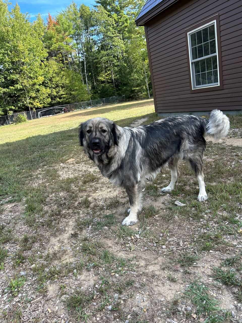 Midnight Kangal – Russian Shepherd Guardian Puppy image 4