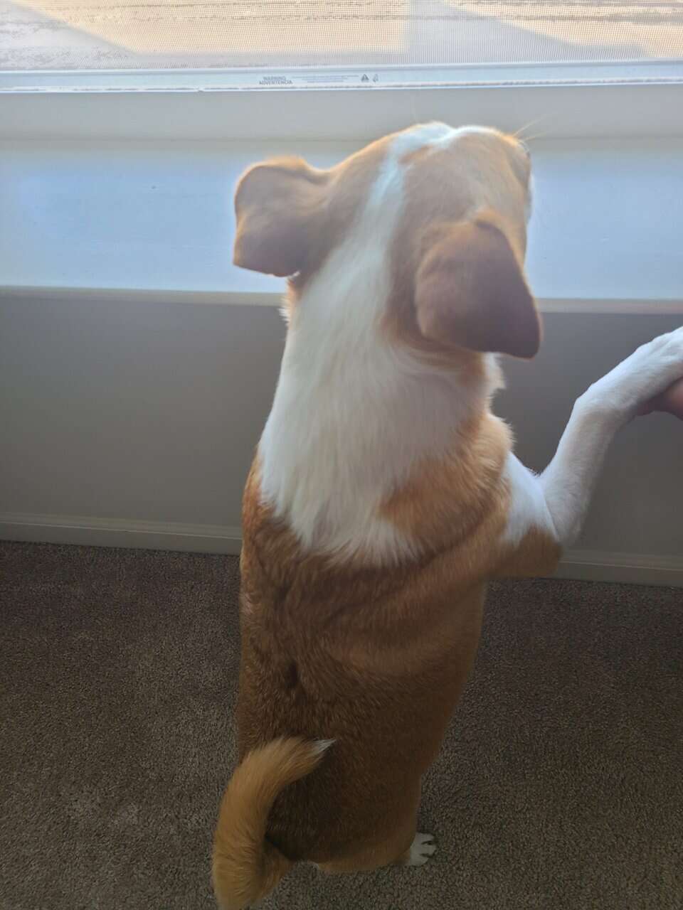 8yr old Jackchi in need of a childless home image 4