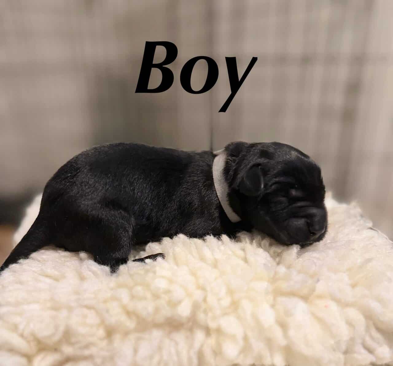 Giant Schnauzer/Great Dane mix Puppies image 4
