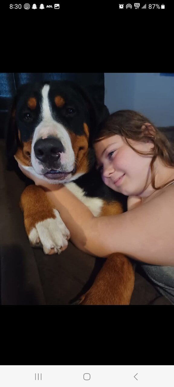 Greater Swiss Bernese Mountain Dog Hybrid image 1