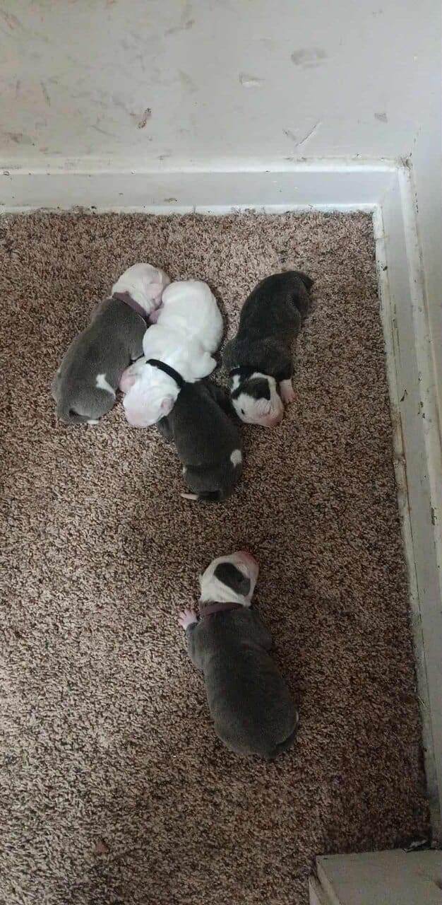 Puppies image 1