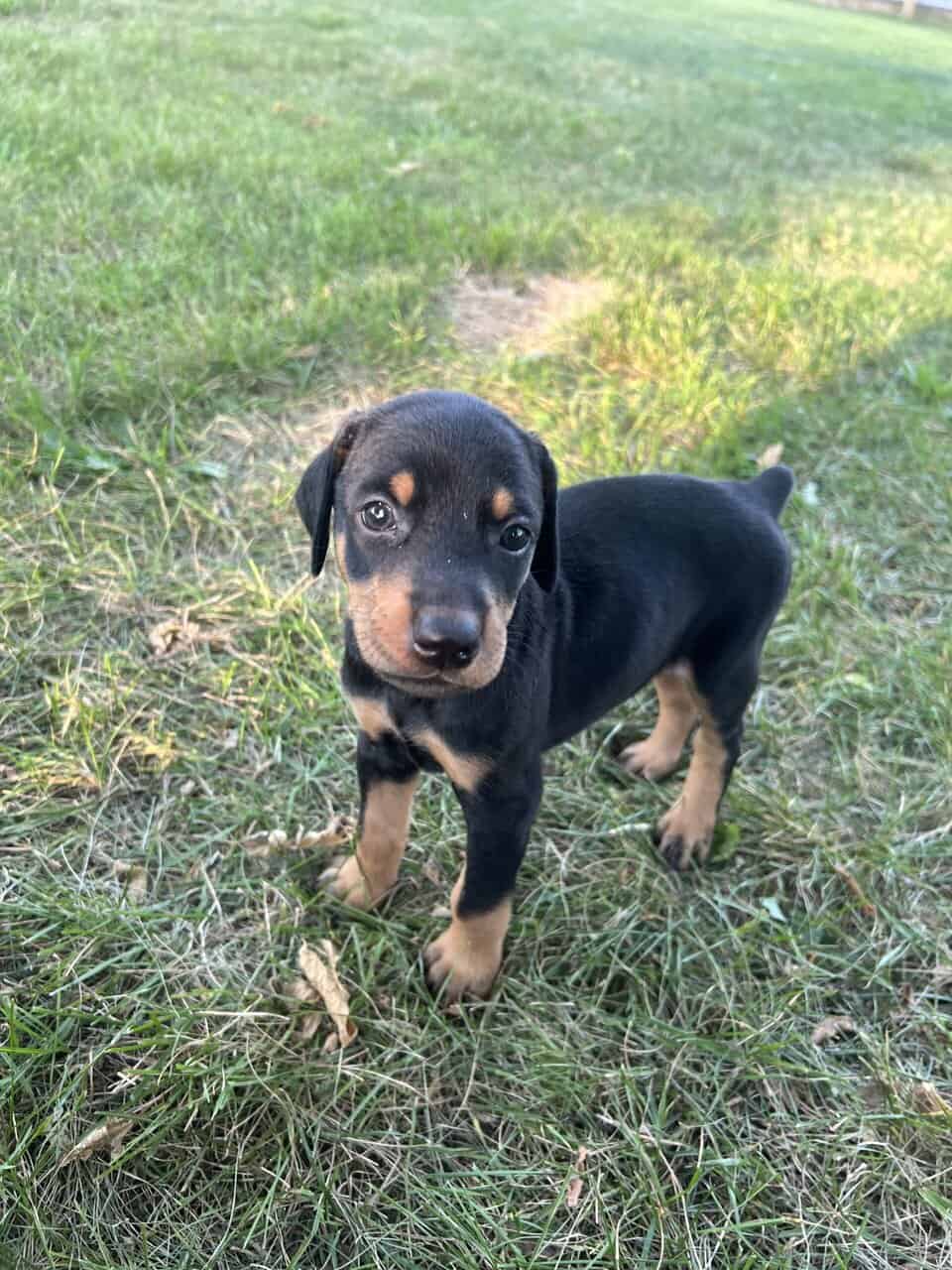 Doberman Pups image 6