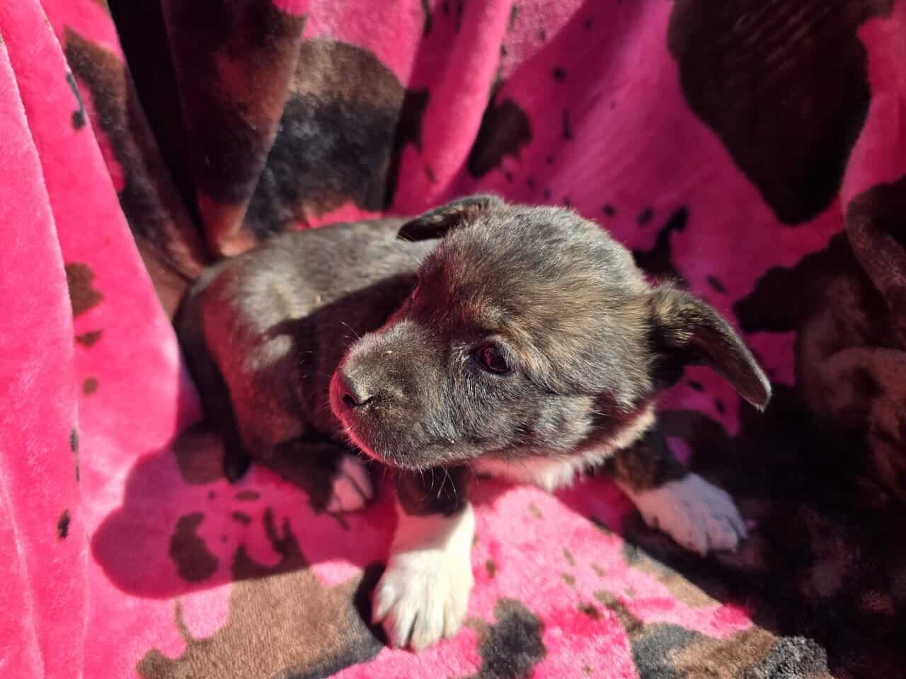 Corgi catahoula mix puppies image 12