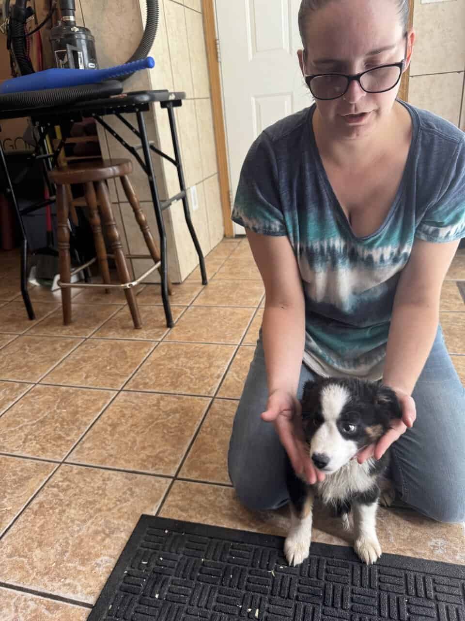 Miniature Australian Shepherd Puppies image 3