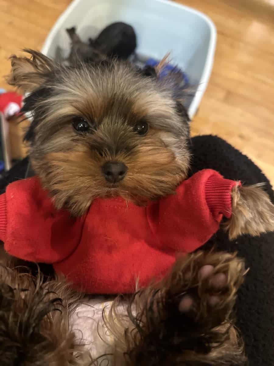 Puppies for sale - Leo image 4