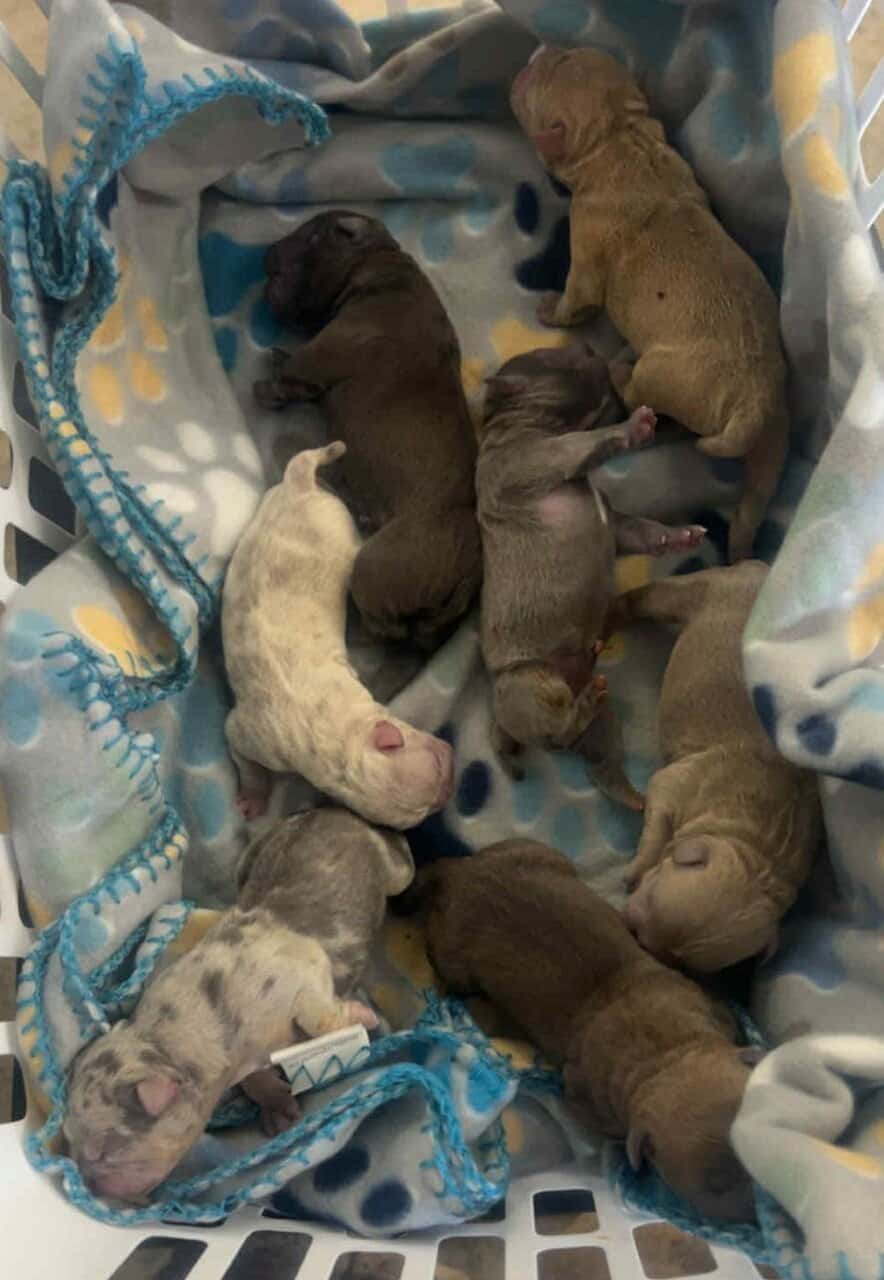Beautiful bully puppies image 1