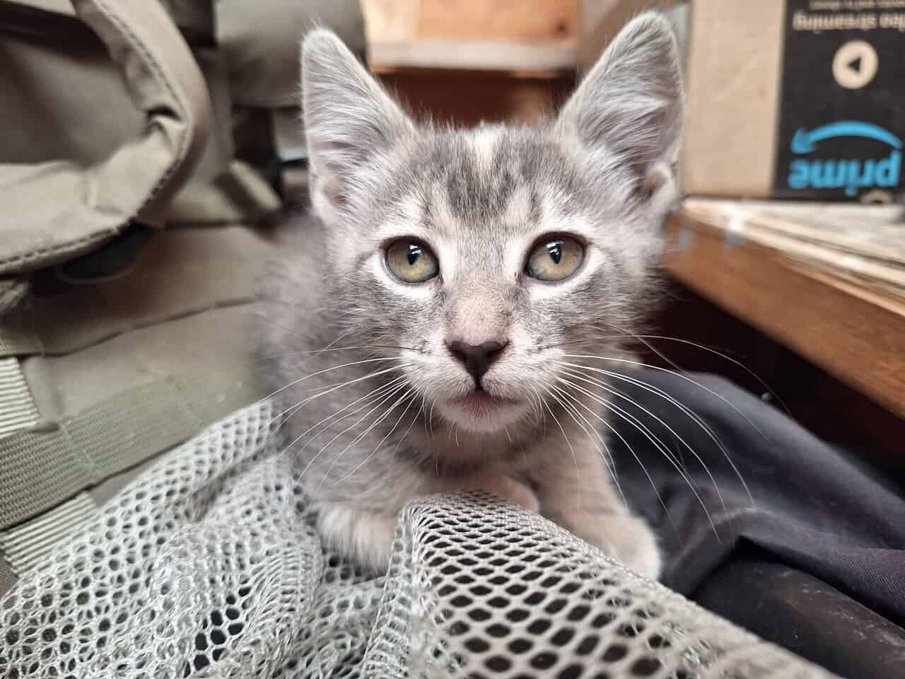 Male and female kitten looking for a home image 1