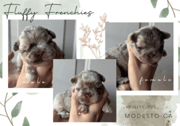 Big Rope Merle Fluffy French Bulldog Pups