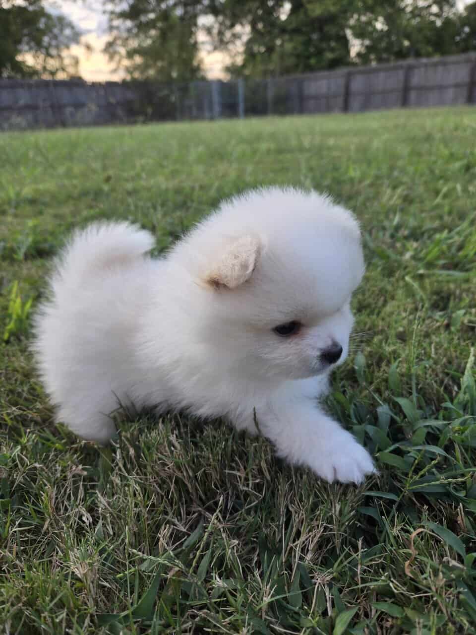 Pomeranian puppies - northern Alabama image 1