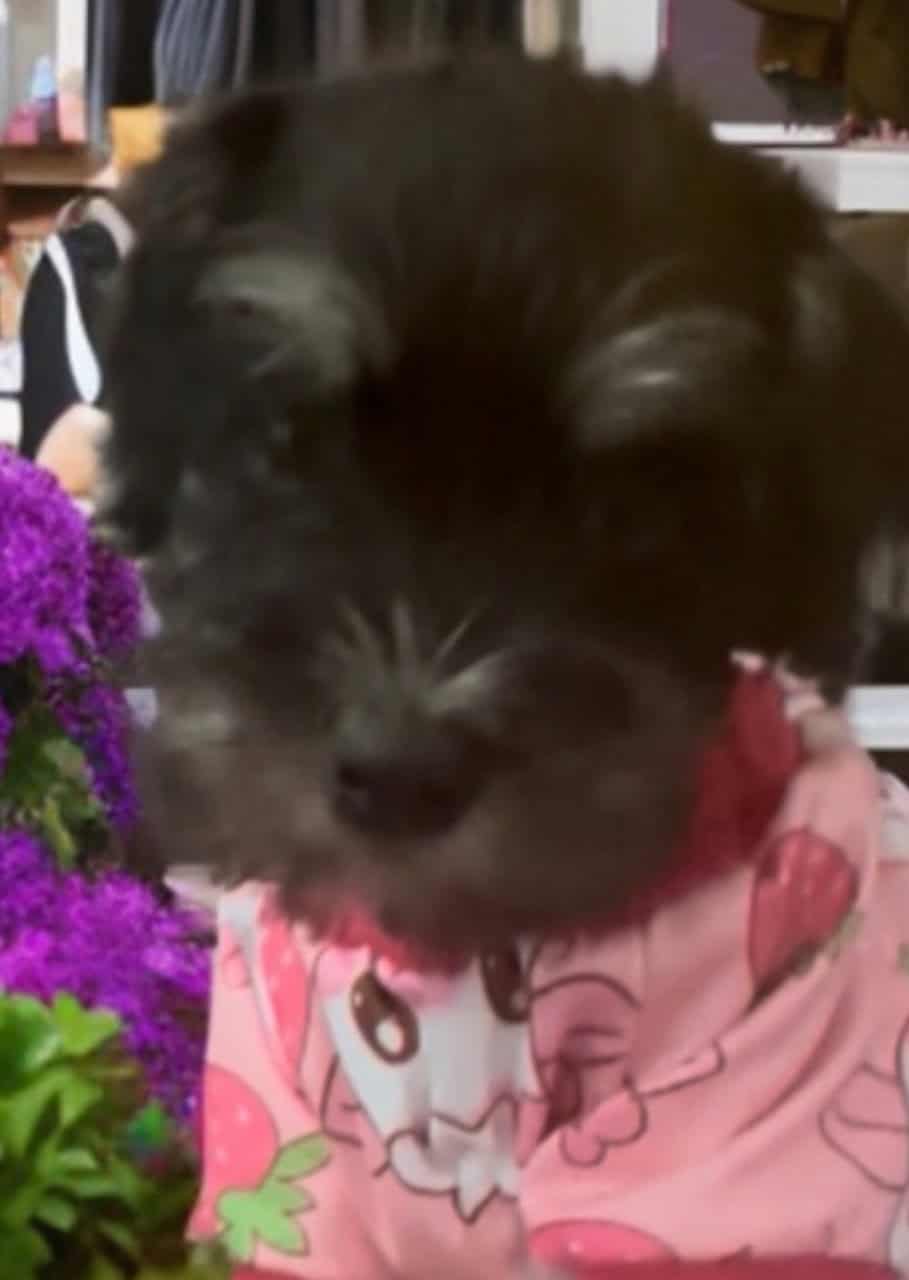 Mini Schnauzer AKC 8 weeks old image 2