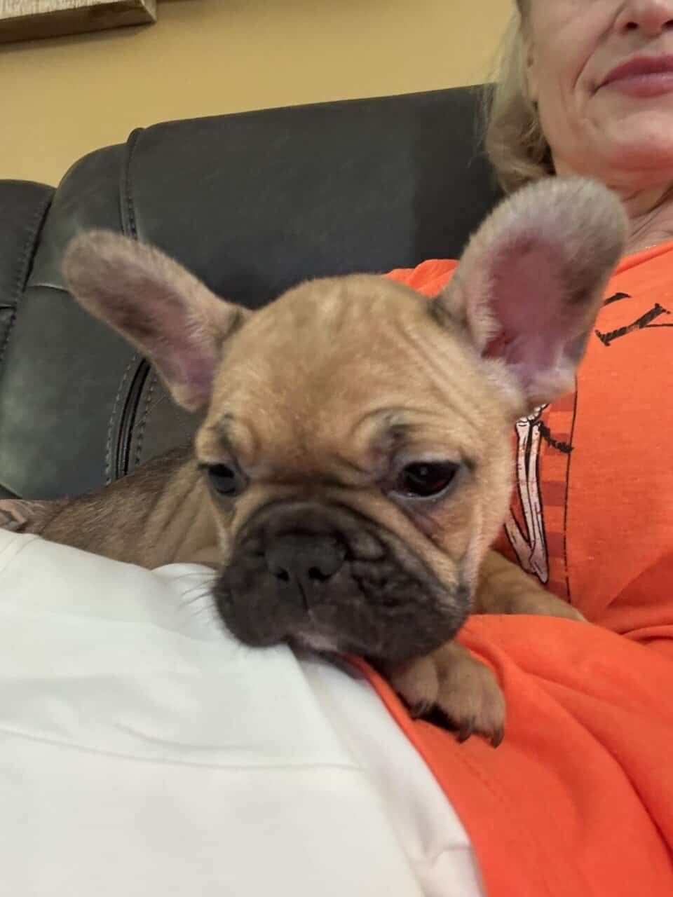 French Bulldog puppies image 18