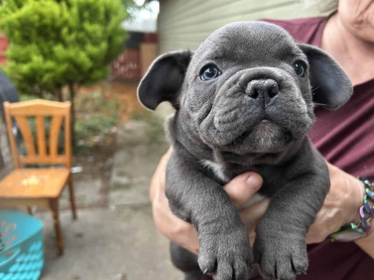 Excotic Bully image 2