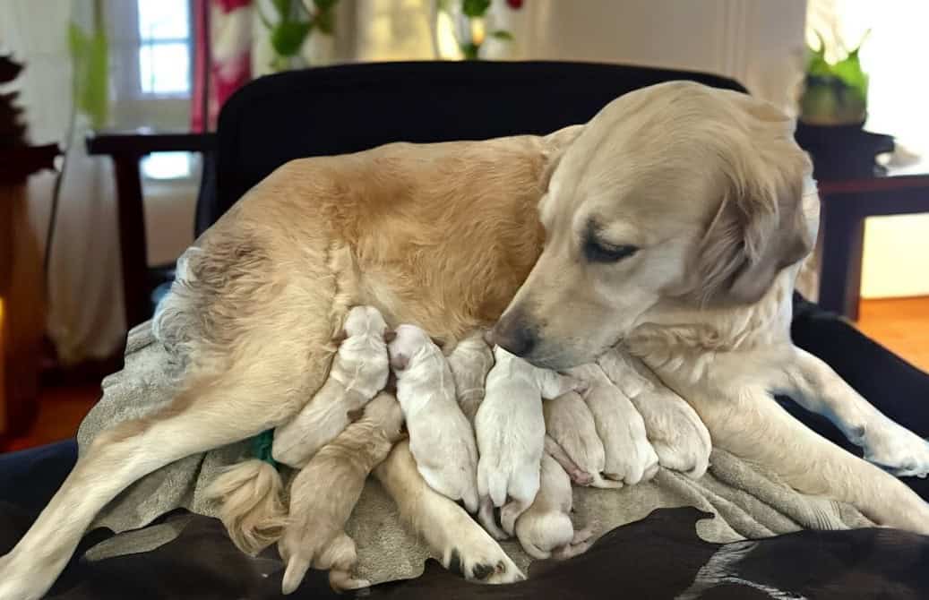 GOLDEN RETRIEVER PUPS image 1