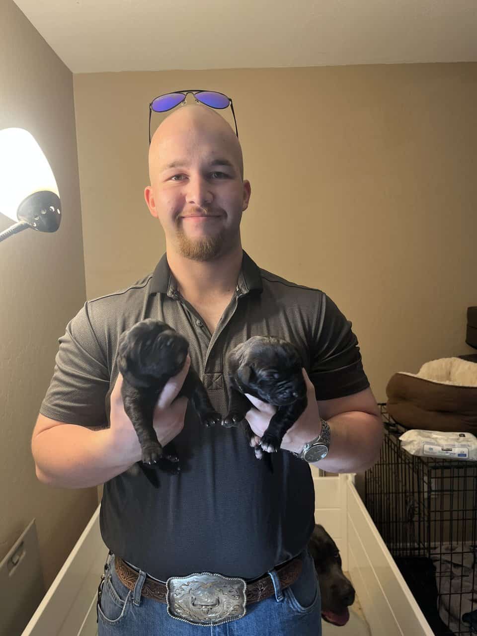 Cane Corso Puppy’s looking for there Furr Ever luv image 9