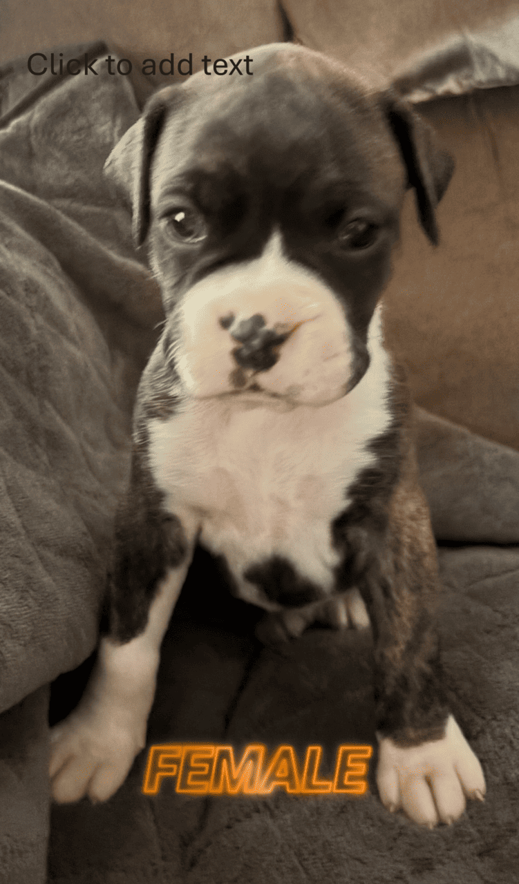 Boxer Pups image 2