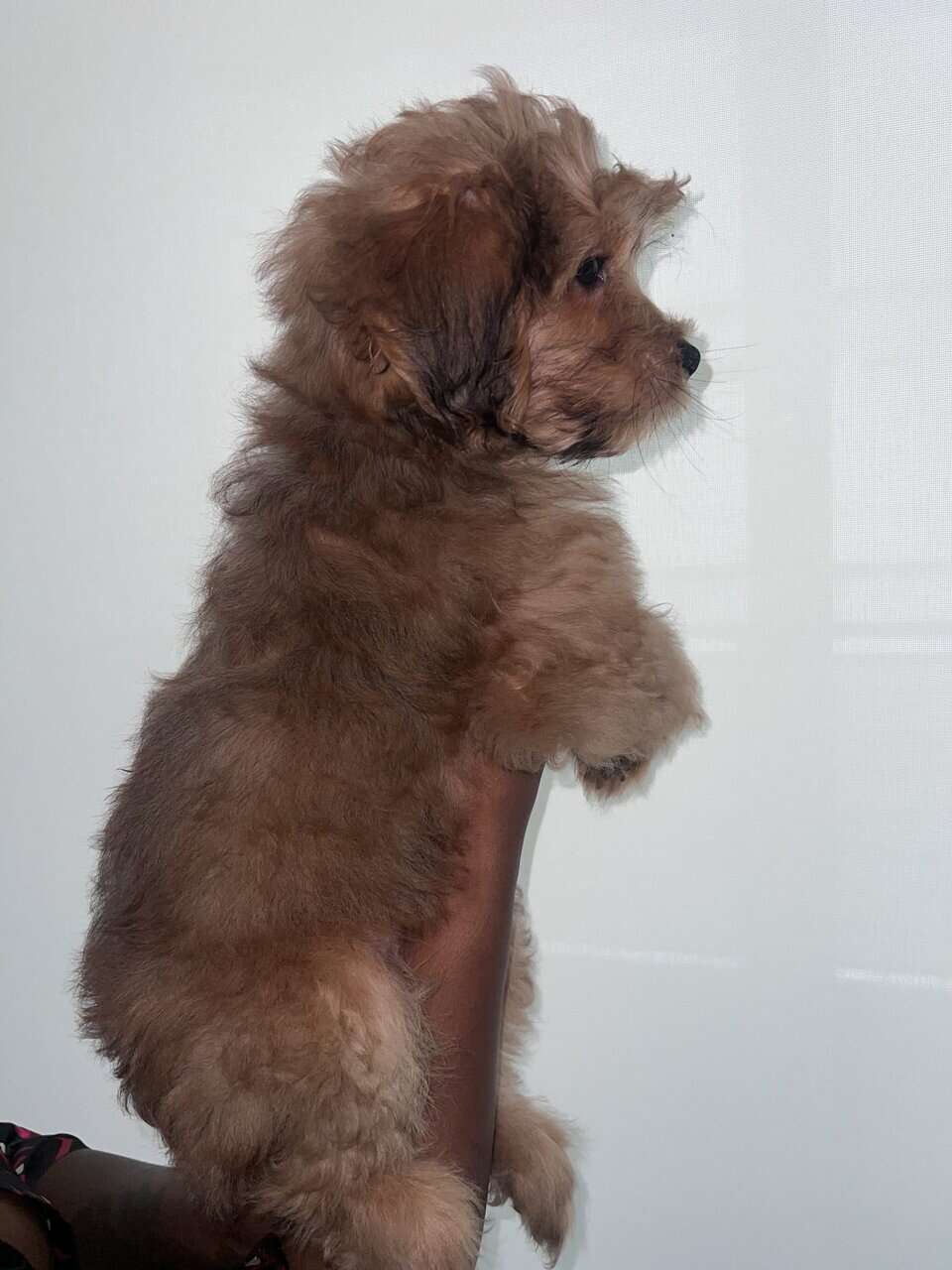 Say hi to BoBo image 4