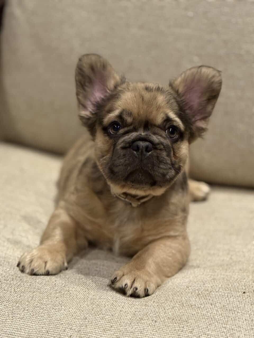 Fluffy Frenchies image 4