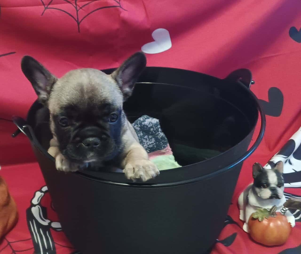 French Bulldog puppies fall sale image 3