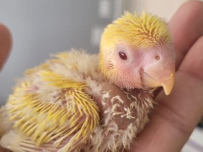 LUTINO PEACH FACE LOVEBIRDS AND PIEDS AND BLUE PE