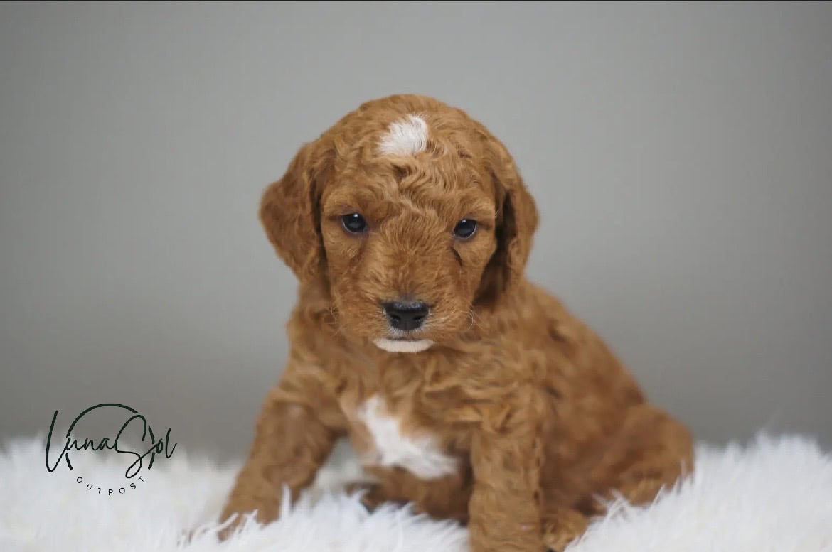 F1 Mini GoldenDoodle image 3