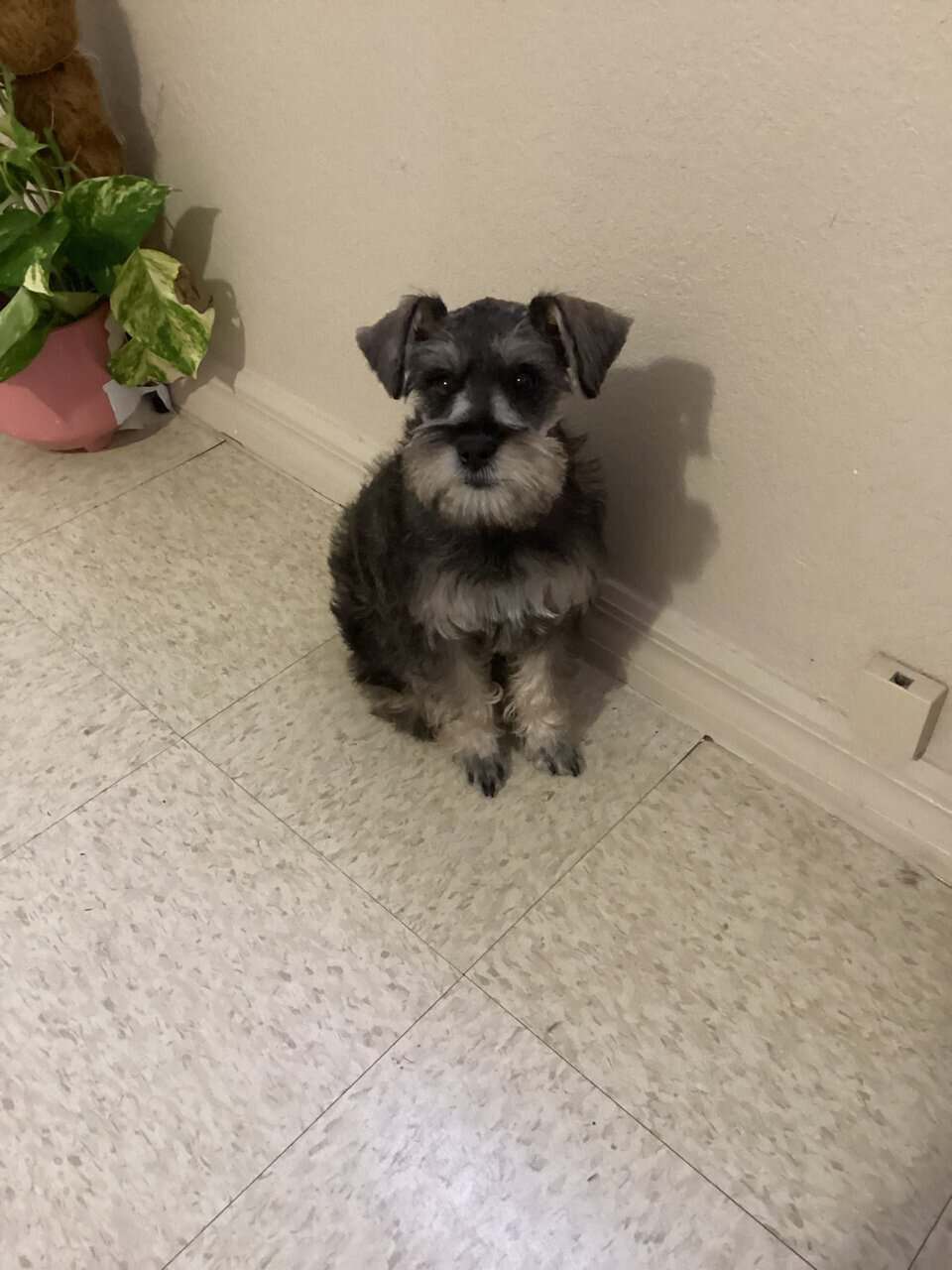 Schnauzer image 2