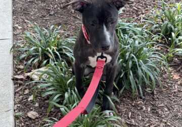 Loving Home for Girly