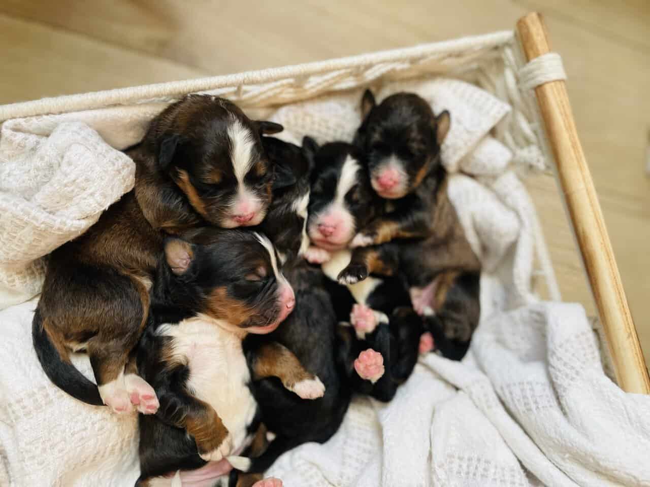 Bernedoodle F1 puppies image 1