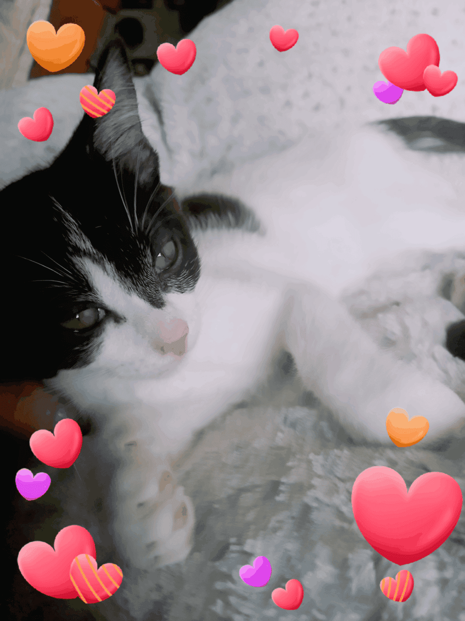 🐾 Sweet Black & White Kittens Looking for Love 🐾 image 6