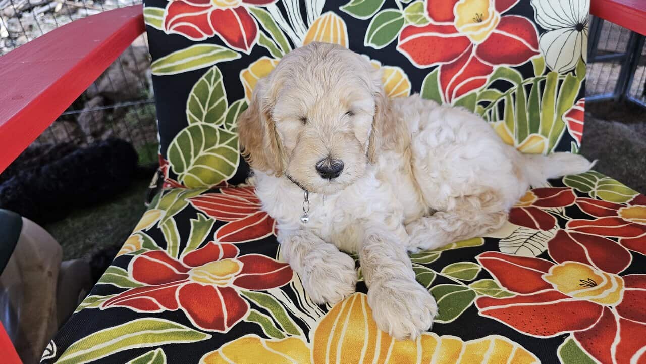 Exceptional F1BB 8 week old Goldendoodle Puppies image 4
