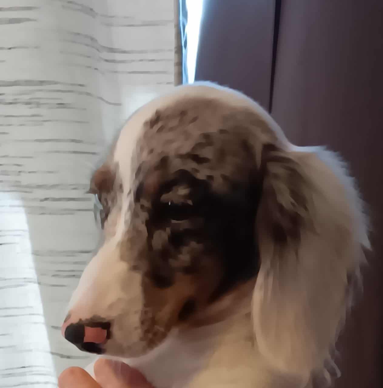 For Sale Miniature CKC Dachshunds Puppies image 6