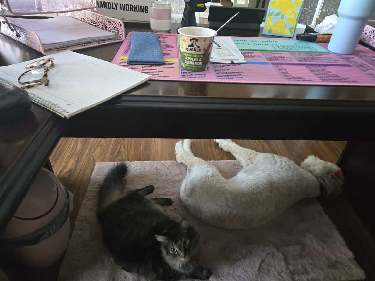 Free 4yr old Cat image 2