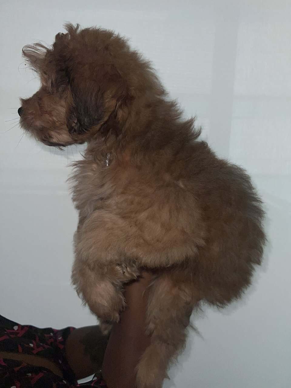 Say hi to BoBo image 3