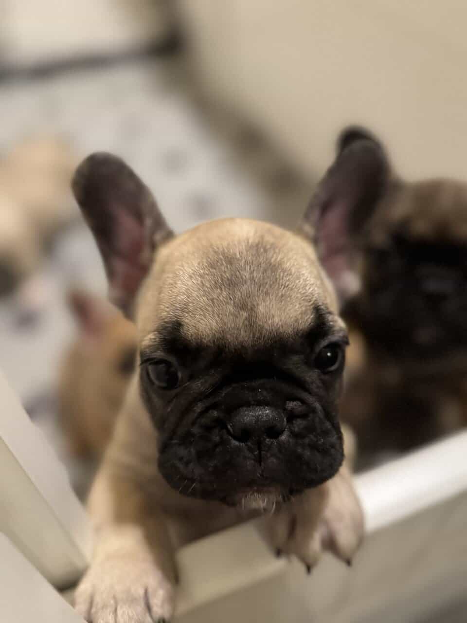 French Bulldog puppies image 12