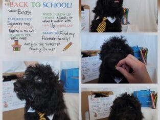 Goldendoodle looking for furever home!