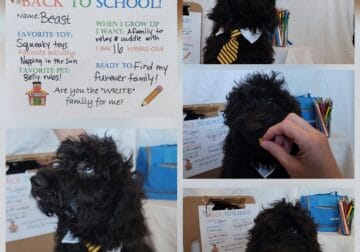 Goldendoodle looking for furever home!