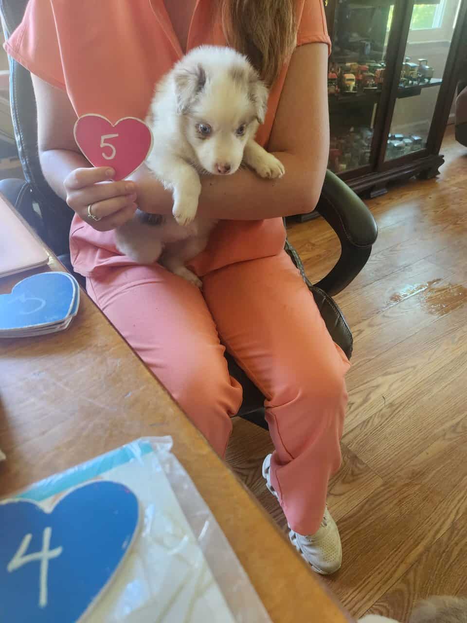 Australian Shepherd 5 image 2