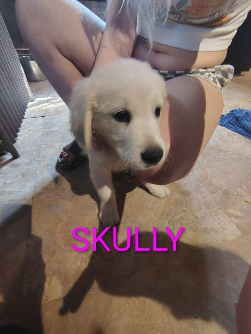English cream golden retriever puppies image 2