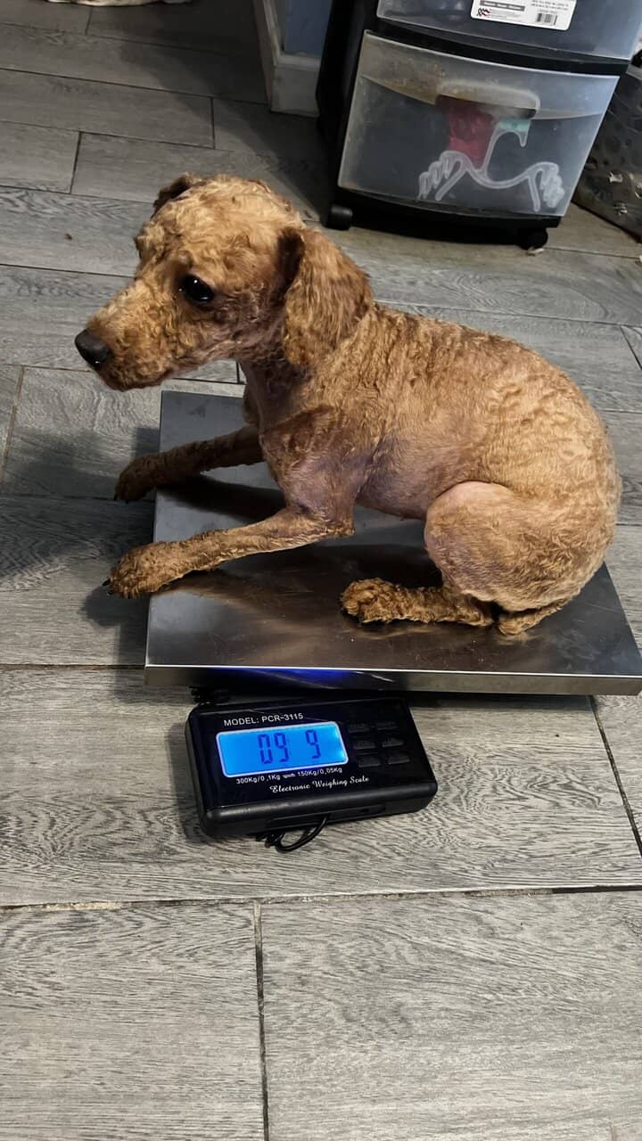 Toy poodle image 1