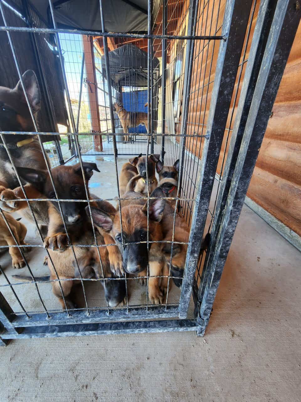 Belgian Malinois image 2