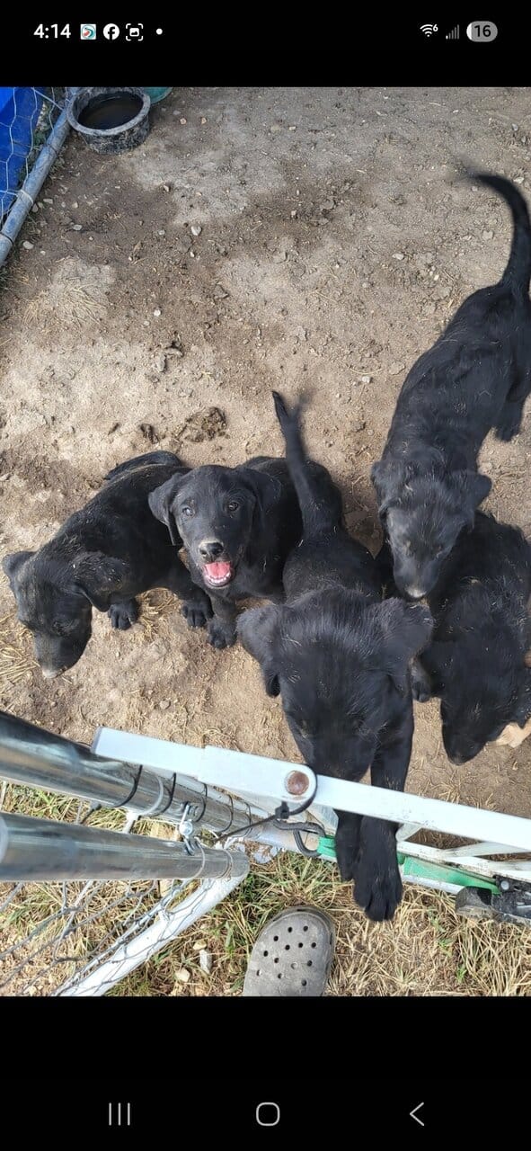 Labaire puppies image 1